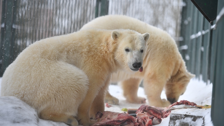 Выживают, как могут: Белые медведи в Арктике стали каннибалами