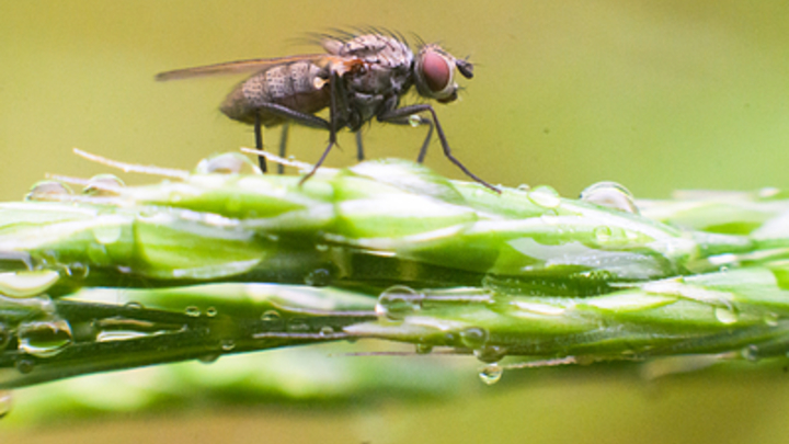 Личинки мух пойдут на корм: Изменения уже внесены - в чём нюанс