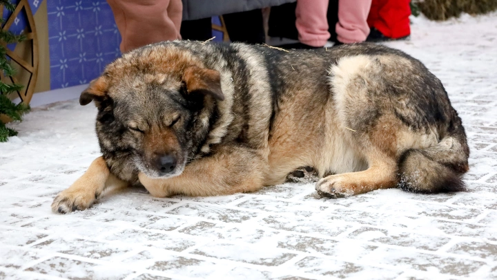 На Камчатке спасли бездомного пса из мусорного бака: Животное подвели метровые сугробы. Кадры с места