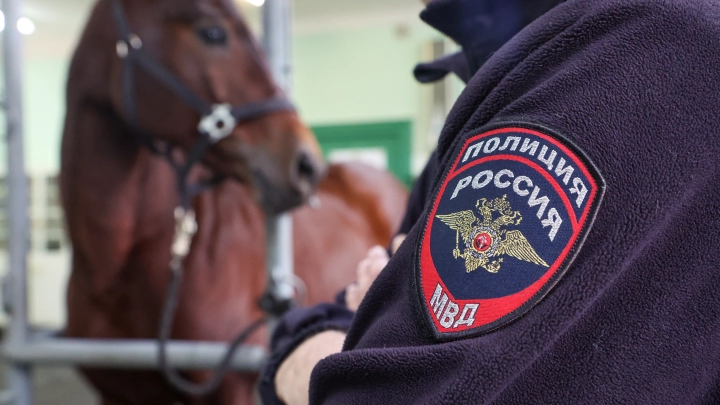 Конь в подъезде: нижегородец спас животное от холода и машин