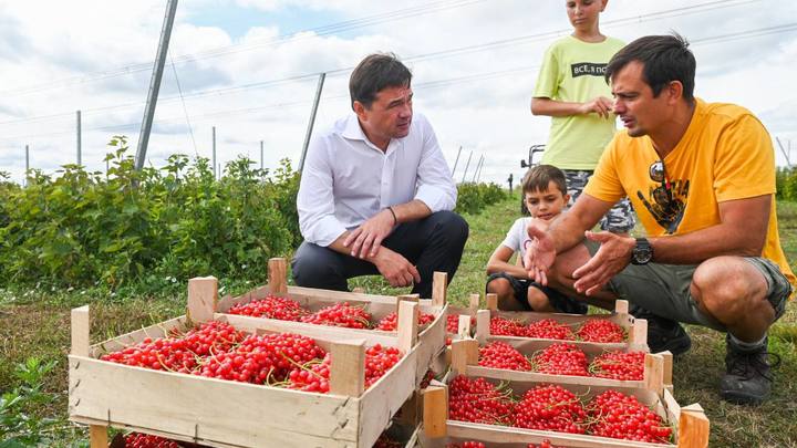 Ягодное место: Московская область выходит в лидеры по производству свежих ягод в России
