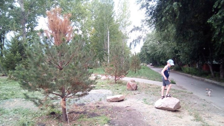 Глава Калининского района Челябинска получил нагоняй за засохшие в сквере деревья