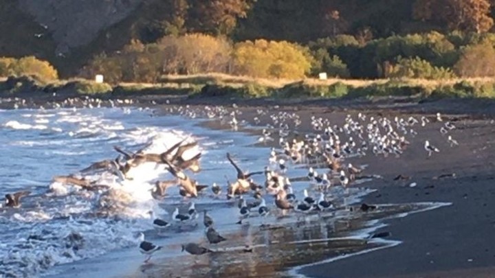 Экологической катастрофы нет? Новые видео Камчатки стали поводом для громких споров