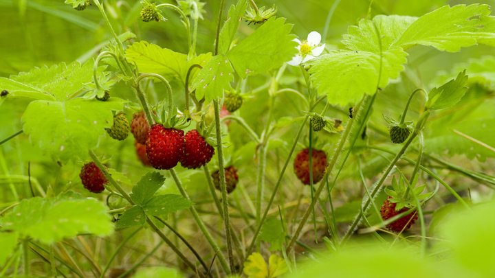 Народные приметы на 24 июня: что можно и нельзя делать в день Варфоломея и Варнавы