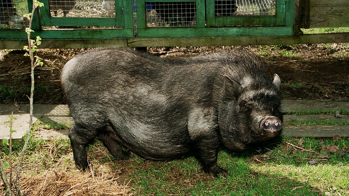 Сначала COVID, теперь африканская чума свиней: В городах Самарской области объявлен режим ЧС