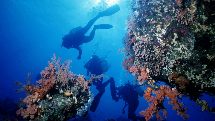 В Египте у отелей снимают защитные сетки на пляжах: они только приманивают акул