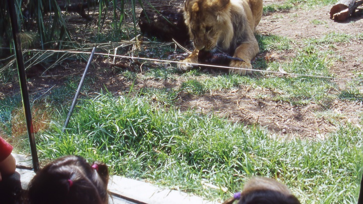 Брошенному в закрытом зоопарке Анапы льву найдут новый дом