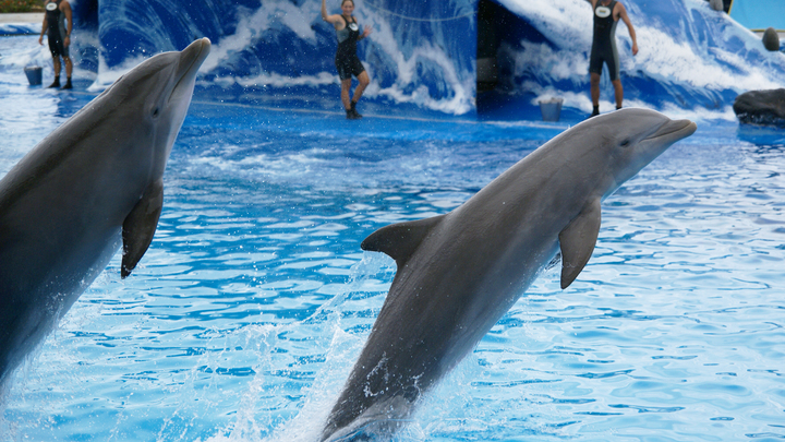 Госдума приняла закон о запрете вылова морских млекопитающих. Когда придёт конец дельфинариям?