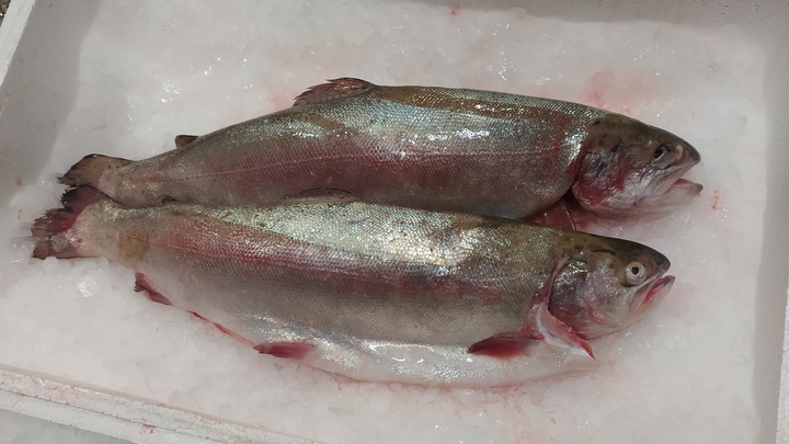 В Сочи повторилась эпидемия форелевой лихорадки. В море вновь выбросило массу рыбы