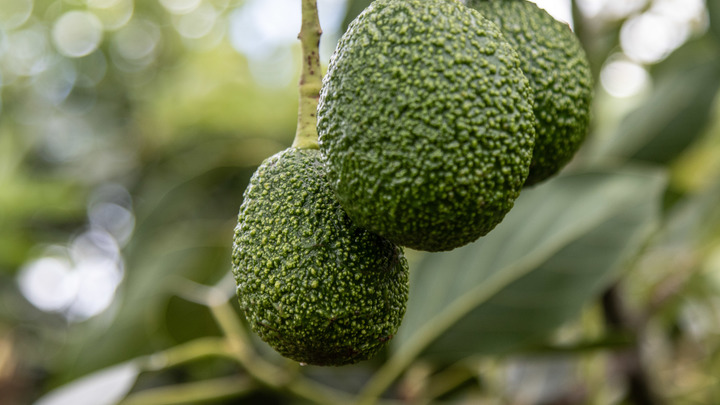 Как выбрать авокадо в магазине: диетолог призвала ориентироваться на цвет