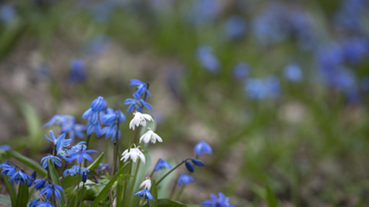 Ни одна сотка ООПТ не должна быть застроена — Вениамин Кондратьев
