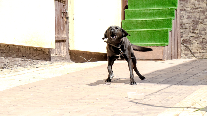 В Мурино пёс впился в лицо полуторагодовалой девочки. За дело взялся Бастрыкин