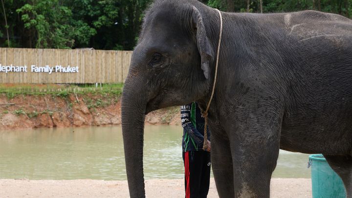 Встреча со слоном оказалась для известного актёра роковой