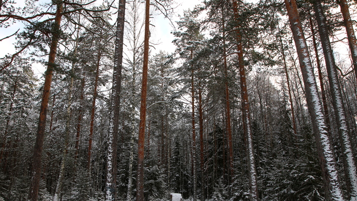 Ноябрь и декабрь станут рекордно жаркими: Вильфанд указал на особенность наступающей зимы