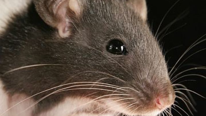 Мусорный бардак: Петербург атаковали крысы