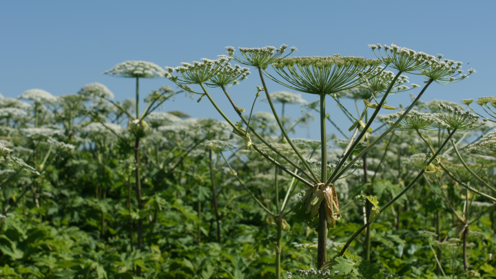 Владельцев участков с 1 марта будут штрафовать на 700 тысяч рублей за борщевик