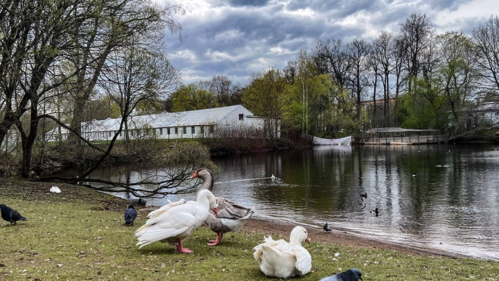 День орнитолога в России: поздравления в прозе и стихах