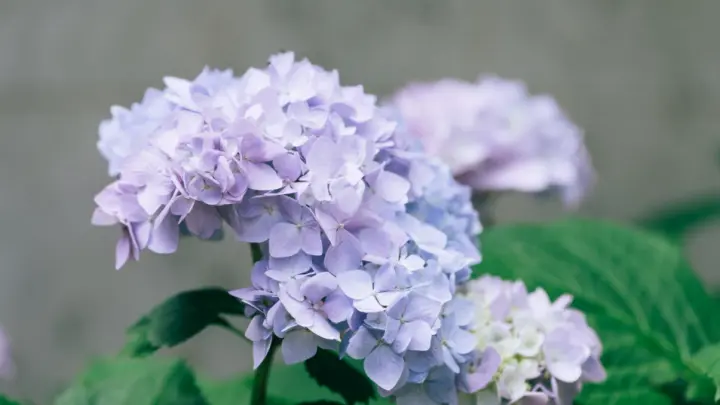 Цветочный апокалипсис: российские садоводы рискуют остаться без любимых цветов