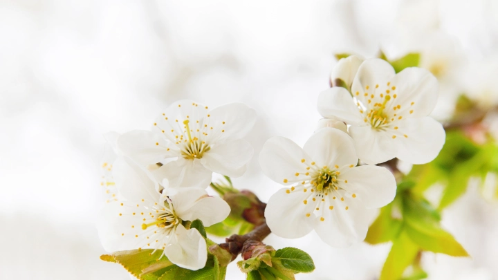 Открытки. 1 Мая. Яркие и красивые картинки с Праздником Весны и Труда на Первомай