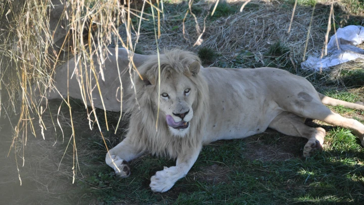 Пошла на льва с ведром и совком: Стали известны подробности спасения директора Тайгана