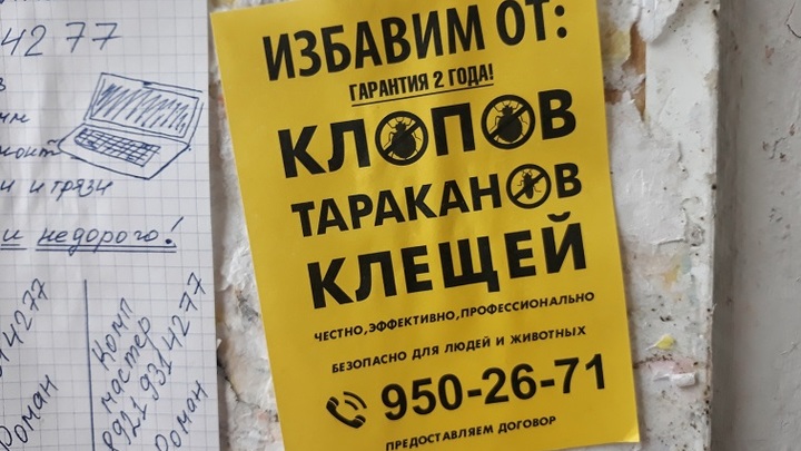 Новосибирский пенсионер-биолог развёл множество тараканов в своей квартире