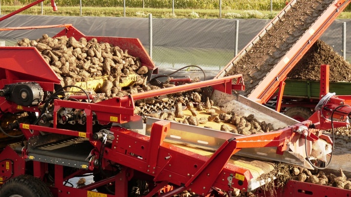 Сахарные заводы Кубани приступили к переработке нового урожая свеклы