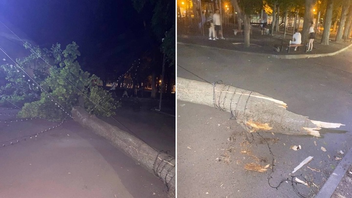 В Ростове в парке Октябрьской Революции рухнуло огромное дерево