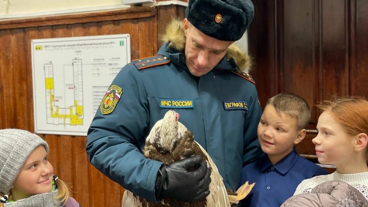 Владимирские спасатели отогрели индоутку и вытащили из забора косулю