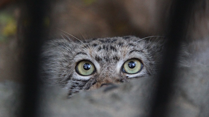 Манулятам из Новосибирского зоопарка скоро исполнится полгода