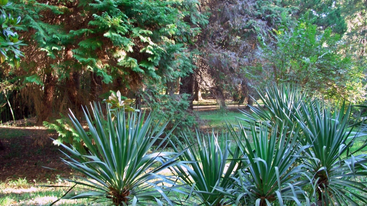 Впервые за 14 лет: в Сочи зацвела редкая катальпа Фаржа