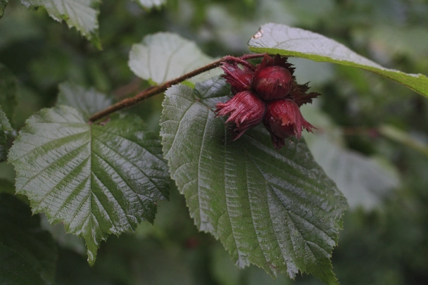 Лещина обыкновенная: название Орешник оказалось с тайным посылом?