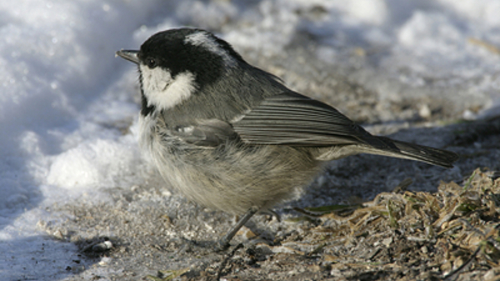 В Челябинске жители поспорили с орнитологом о причинах гибели синиц