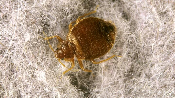 Кусают и днём, и ночью: Роспотребнадзор сообщил о нашествии нового вида насекомых