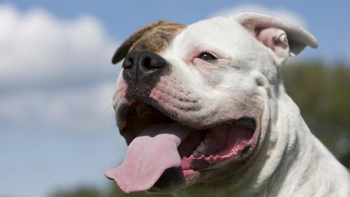 В новом КоАП появится штраф для владельцев собак: До пяти тысяч рублей