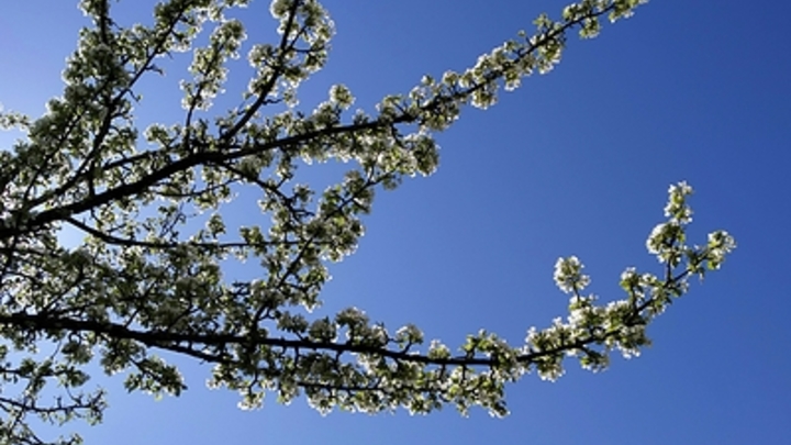 Для яблонь на проспекте Челябинска установили автополив