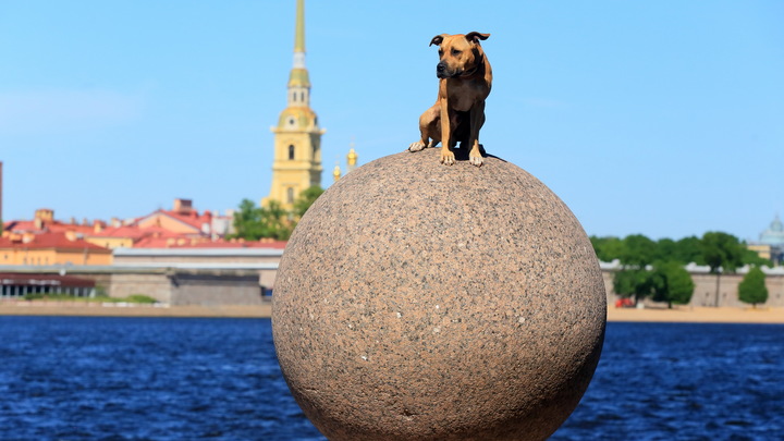 В Санкт-Петербурге выбрали места для двух первых государственных приютов для бездомных кошек и собак