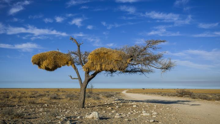 Находка из фильма ужасов: В Намибии обнаружили древнее существо с необычной формой головы