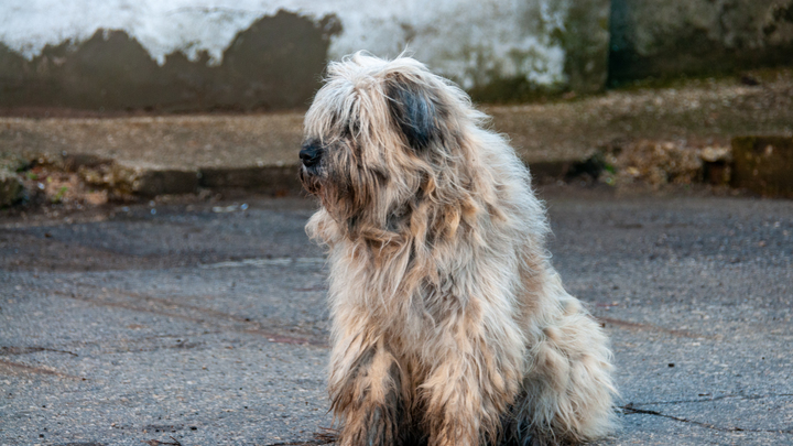 Петербургу грозит бешенство? В Смольном рассказали о ситуации с вакциной для собак