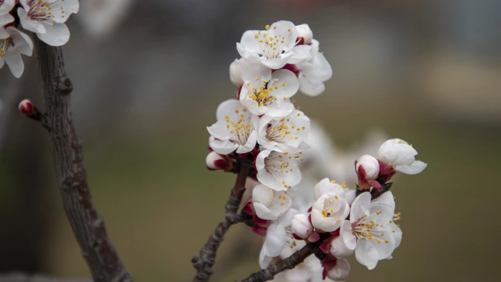 Весна ещё преподнесёт сюрприз: Жара сменится холодом. Прогноз на март-2025