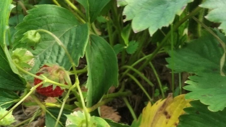 Учёные выявили, что клубника улучшает работу сердца