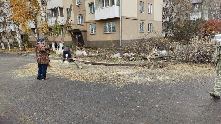 Экстремальную опиловку деревьев прокомментировали власти Кемерова