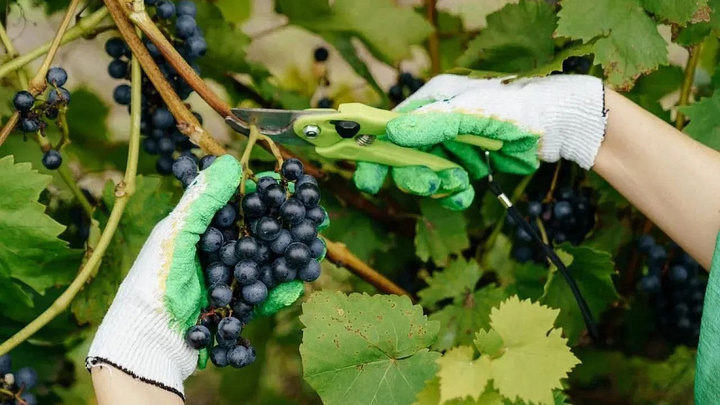 Жителей Кубани приглашают на самосбор винограда