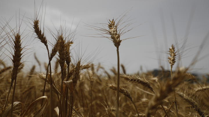 Если нет возражений: Министр обороны Турции назвал условия продления продуктовой сделки