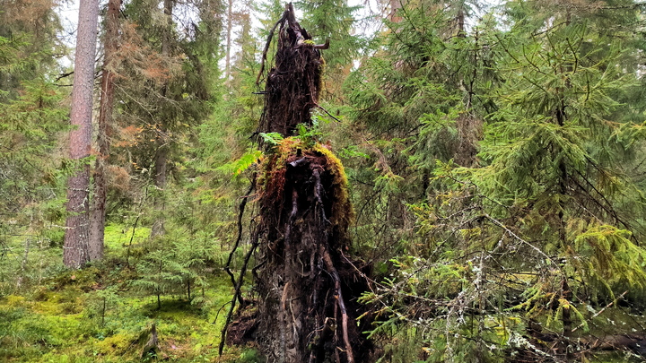 В Мелитополе ветер повалил дерево на машину