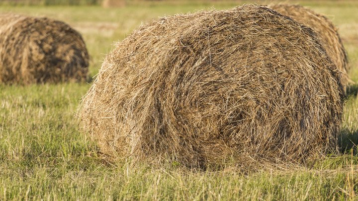 Яма или стог сена? Оптическая иллюзия столкнула людей по обе стороны океана