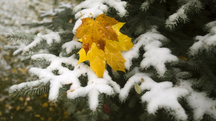 Бабьего лета не будет: Метеоролог Сергеев поделился грустным прогнозом - несколько тёплых дней, а дальше холода