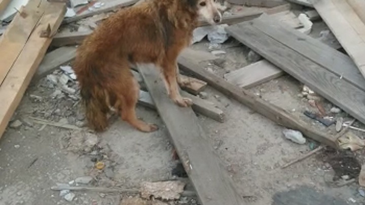 В Новосибирске на помощь провалившейся в люк собаке пришли спасатели