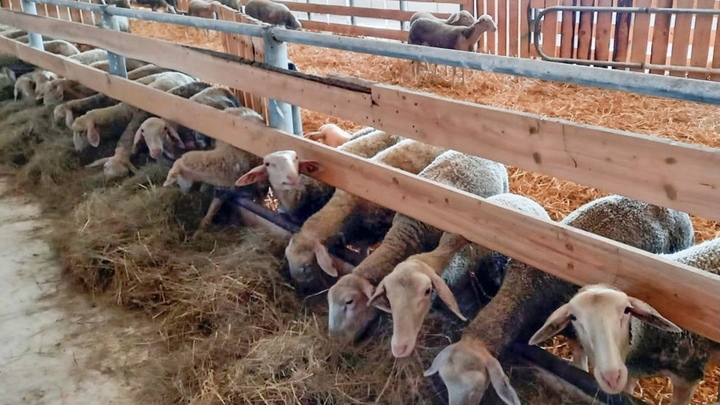 В Подмосковье приехали молочные овцы из Австрии