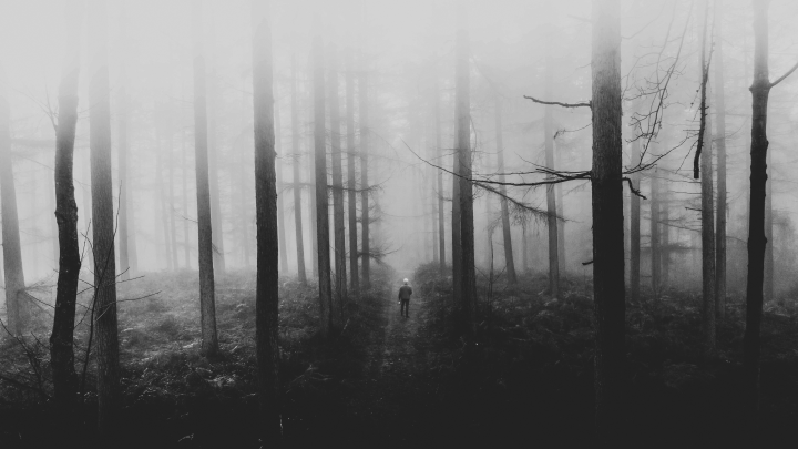 Грела по ночам и будила: заблудившуюся в лесах под Новгородом женщину спасла Жуля