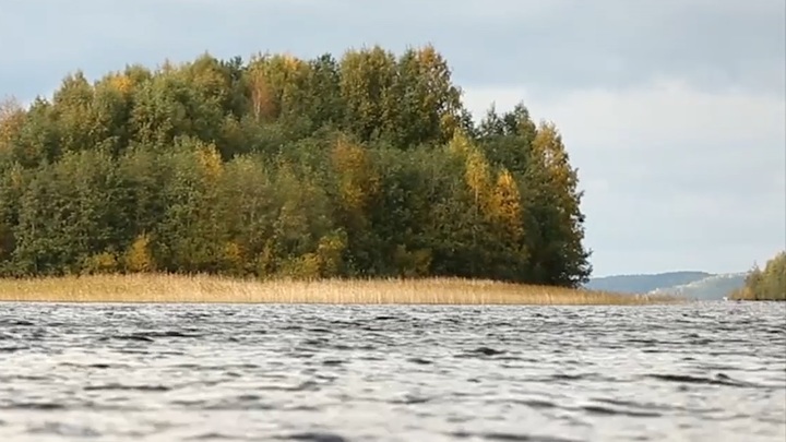 Южная группировка истощена: В России экологи обнаружили новую беду